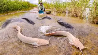 Catch a lot of Fishes on the Road in Flood Season by Hands