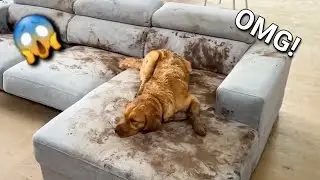 Dog Makes Muddy Mess😯🤣FUNNIEST Animal Videos | 2025