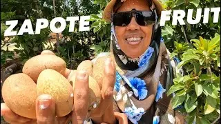 SAPODILLA FRUIT FOUND IN SOMALILAND | Farm Tour outside of Hargeisa 2024