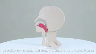 XFT E0002 CPR Head Section Model Introduction video