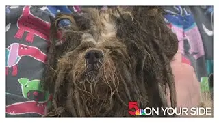 Humane Society of Missouri rescues more than 150 dogs from Christian County hoarder house