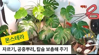 큰잎 나오도록/ 아무리 좁아도 포기할수 없는 최애식물 몬스테라😘 자른 이유~?