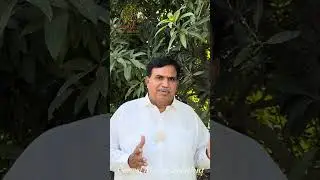 Maximizing Profit with Pakistan&rsquo;s Premium Mangoes: Sindhri, Chenab Gold, and Safaid Chaunsa