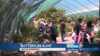 Butterfly Exhibit Returns