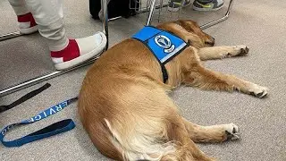 Do you need service dog training or should you just buy a service dog?
