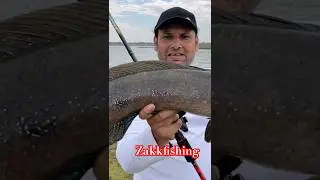 8kg Giant fish maral samal #zakkfishing #murrel #shorts