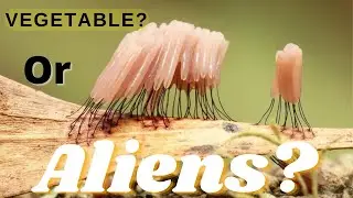 VEGETABLES? Or ALIENS?! “Myxomycetes”