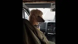 puddle on passenger seat