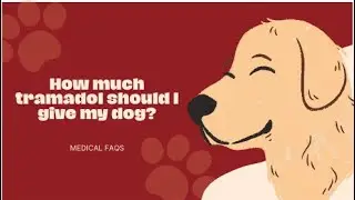How Much Tramadol Should I Give My Dog?