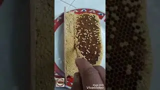 Honey harvest during low nectar flow season