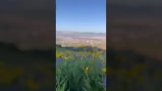 Wildflowers over the salt lake valley. #utah #saltlakecity #hiking #nature #travel