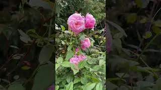 My number 4 most recommended climbing or rambling rose is &lsquo; Mary Delaney&rsquo;-(Ausorts) #gardenerben