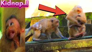 Incredible Time ! Mom, Rose Really Kidnap Cute Baby, Draya No Give Back...! Primate Kh