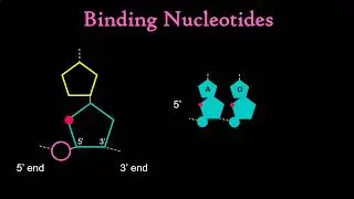 04. Genetics - DNA Replication
