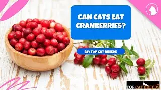Can Cats Eat Cranberries? | Top Cat Breeds