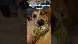 Dog #maskedsinger #singer #dog #cover