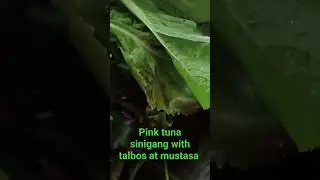 #shorts napakasarap na pink tuna sinigang may mustasa at talbos mix yummmyyy..