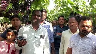 SCT वैदिक🍇ब्लॅक व्हरायटी 107 दिवसात एकसाथ तयार,180 ₹kg भाव, वैदिक पोषणाने गरेदार व वजनदार मणी‼️