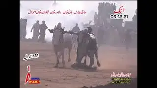 bullracepakistan bullracelover subscribe my YouTube channel #bullrace #saqafat #dandrace #