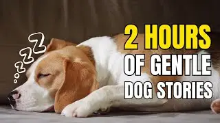 Dog Sleep Stories &ndash; 2 Hours of Relaxing Tales to Help You Sleep