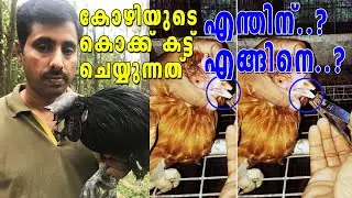 കോഴികളുടെ ചുണ്ട് മുറിക്കുന്നത് എന്തിന് | How to trim chicken beak | Chicken beak cutting malayalam