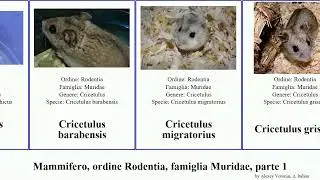 Mammifero, ordine Rodentia, famiglia Muridae, parte 1 apodemus acomys gerbillus lemniscomys mammal