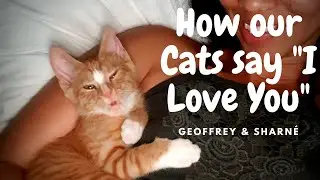 How Our Cats Say 
