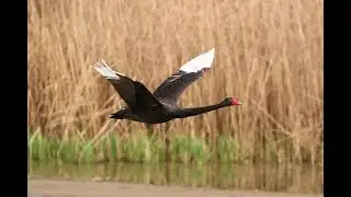Illerstausee Vogelbeobachtungsstation Lautrach Teil 1
