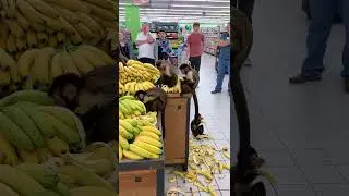 Monkeys, like a tiny gang of raiders, burst into the supermarket