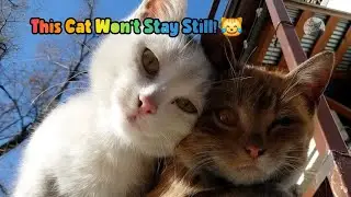 Funniest Cat Moments: Hilarious Kitty Escapades &ndash; Can I Get Her Back in My Arms?