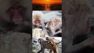 3 Affen im bad