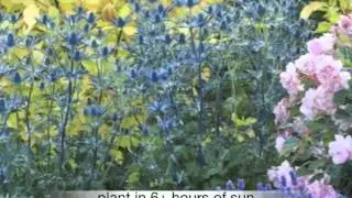 Eryngium Big Blue Sea Holly
