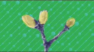 Four Seasons of Design Evolution for Complexity | Spring