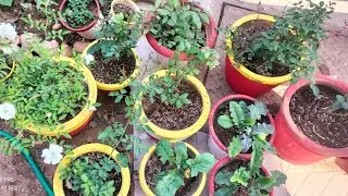 Rose plants care tips and my garden updates ! Gardening is my passion!