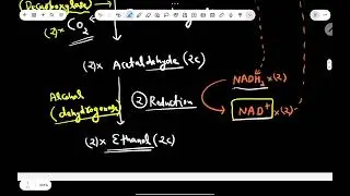 🍞 Fermentation | Anaerobic Respiration | NEET & Class 11 Biology