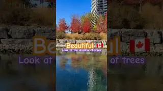Beautiful trees and shadow #tree #shadow #picture #viral #trending #etobicoke #canada #lake #lakes