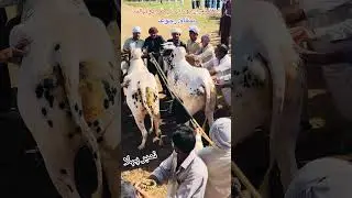 Bull race in Pakistan #shorts