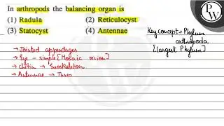 In arthropods the balancing organ is (1) Radula (2) Reticulocyst \( \mathrm{W} \) (3) Statocyst