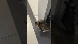 #cat #котофейка #chat #кот #видосыоткота #котик #веселыекоты #котики #прикольныекоты #kitten