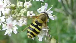 Hoverfly - Syrphus ribesii - Kjarrsveifa - Karlfluga  - Skord&yacute;r - Eftirhermufluga