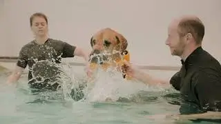 What is Canine Hydrotherapy for Dogs?