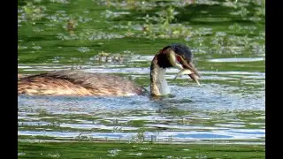 Pot&aacute;pka roh&aacute;č, Great hunter, Great Crested Grebe, Haubentaucher, Fuut, Perkoz dwuczuby