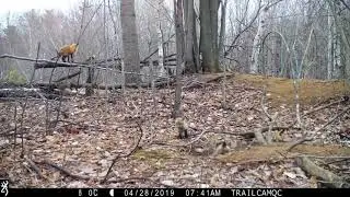 Browning Recon Force Advantage