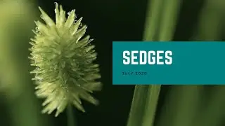 Sedges | Plant of the Month