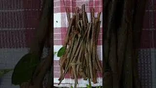 Restoration of Gnetum ula, #conservation #threatened #forest #biodiversity #medicinalplant #odisha