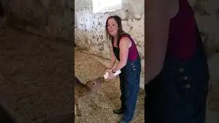 How to bottle feed a calf