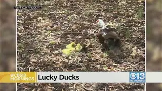 Fairfield fire crews making an unexpected rescue when baby ducklings were stuck on a rooftop