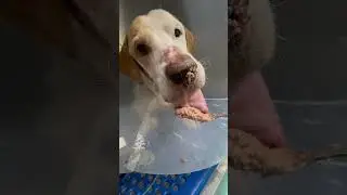 Jaimecito 🐶🩵🏴󠁧󠁢󠁥󠁮󠁧󠁿 casi no quiere comer 😕