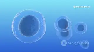 Animal Regeneration Science Explainer
