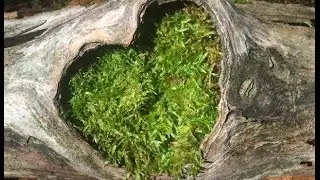 A Week in the Wilderness-  North Country Trail Wisconsin